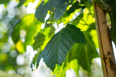 Acer capillipes hoogstam 12/14