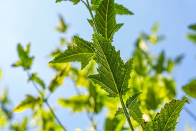 Acer capillipes hoogstam 12/14