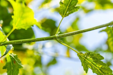 Acer capillipes hoogstam 12/14