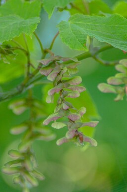 Acer capillipes hoogstam 12/14