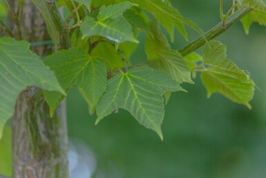 Acer capillipes hoogstam 12/14