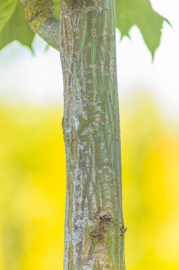 Acer capillipes hoogstam 12/14