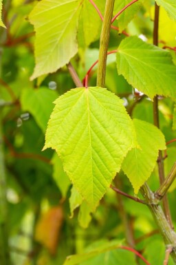 Acer capillipes hoogstam 12/14