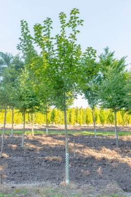 Acer capillipes hoogstam 12/14