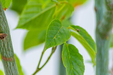 Acer davidii hoogstam