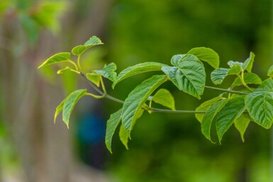 Acer davidii hoogstam