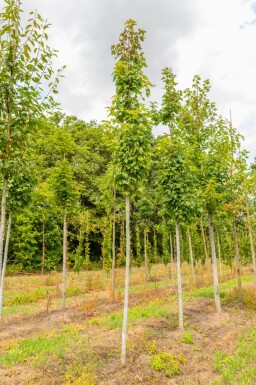 Acer x freemanii