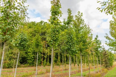 Acer x freemanii hoogstam 10/12