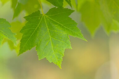 Acer x freemanii hoogstam 10/12