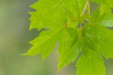 Acer x freemanii hoogstam 10/12