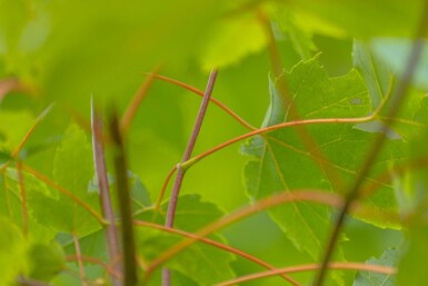 Acer x freemanii hoogstam 10/12