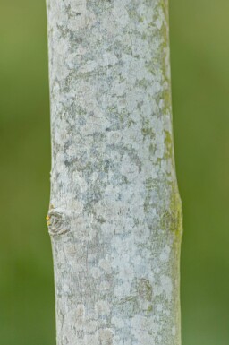 Acer x freemanii hoogstam 10/12
