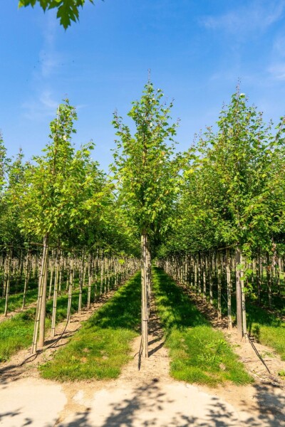 Acer x freemanii 'Autumn Blaze' hoogstam 10/12 cm