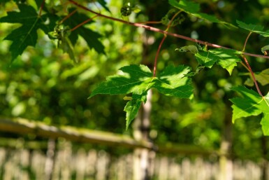 Acer x freemanii 'Autumn Blaze' hoogstam