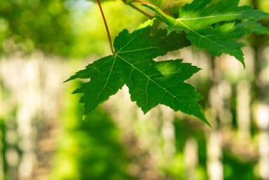 Acer x freemanii 'Autumn Blaze' hoogstam 10/12 cm