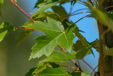 Acer x freemanii 'Autumn Blaze' hoogstam 10/12 cm