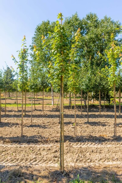 Acer x freemanii 'Autumn Blaze' meerstammig 250-300
