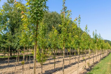 Acer x freemanii 'Autumn Blaze' meerstammig