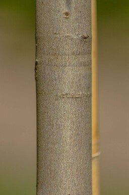 Acer x freemanii 'Autumn Blaze' meerstammig 250-300