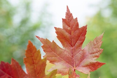 Acer x freemanii 'Autumn Blaze' meerstammig 250-300