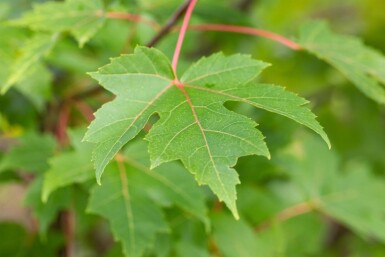 Acer x freemanii 'Autumn Blaze' meerstammig 250-300