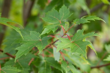 Acer x freemanii 'Autumn Blaze' meerstammig 250-300