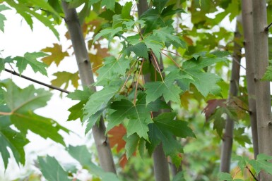 Acer x freemanii 'Autumn Blaze' meerstammig 250-300