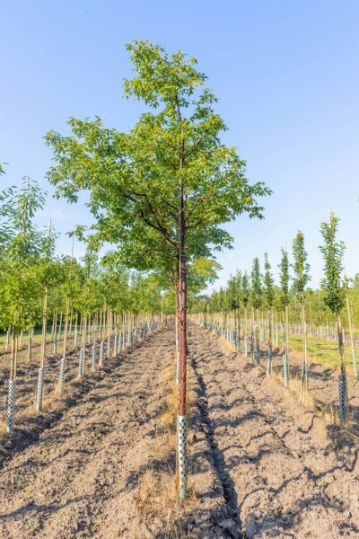 Acer griseum hoogstam 12/14