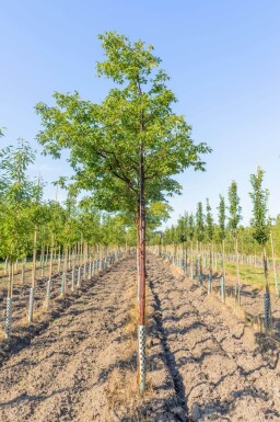 Acer griseum hoogstam