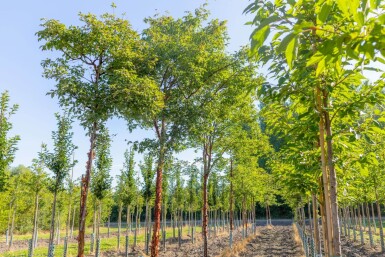 Acer griseum hoogstam