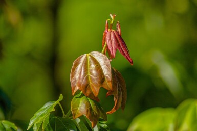 Acer griseum hoogstam 12/14