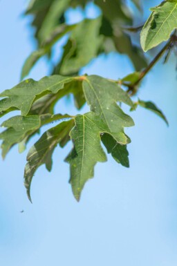 Acer griseum hoogstam 12/14