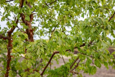 Acer griseum hoogstam 12/14