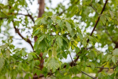 Acer griseum hoogstam 12/14
