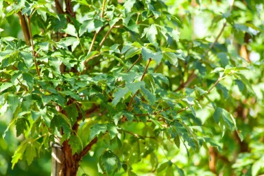 Acer griseum meerstammig