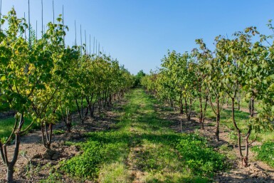 Acer griseum meerstammig 200-250