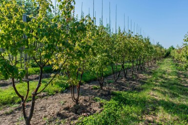 Acer griseum meerstammig 200-250