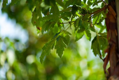 Acer griseum meerstammig 200-250