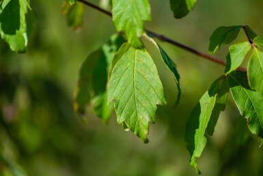 Acer griseum meerstammig 200-250