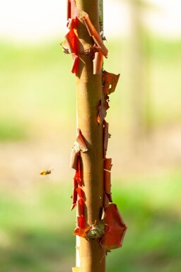 Acer griseum meerstammig 200-250