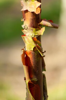 Acer griseum meerstammig 200-250