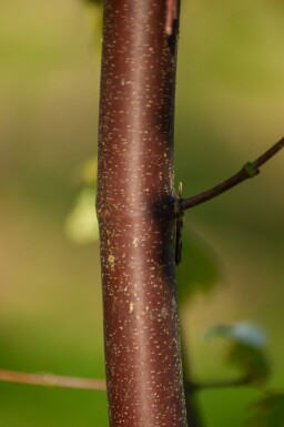 Acer griseum meerstammig 200-250