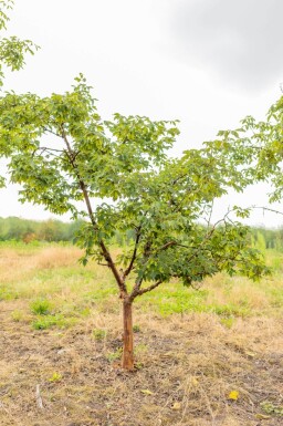 Acer griseum meerstammig 200-250