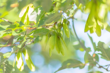 Acer griseum meerstammig 200-250