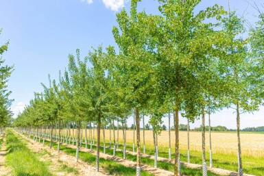 Acer monspessulanum hoogstam