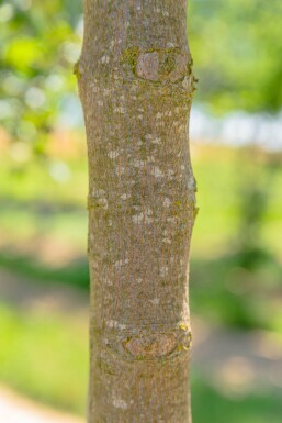 Acer monspessulanum hoogstam