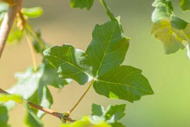 Acer monspessulanum hoogstam
