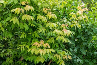 Acer negundo hoogstam