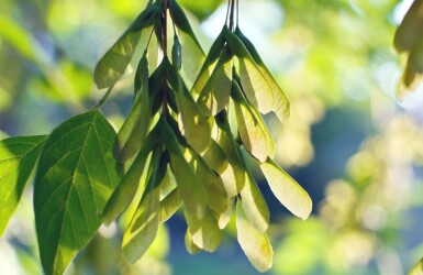 Acer negundo hoogstam 12/14