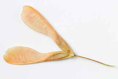 Acer negundo hoogstam 12/14